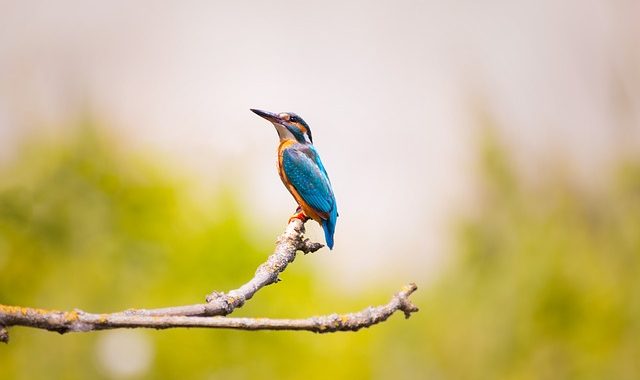 Kingfisher 2363879 640