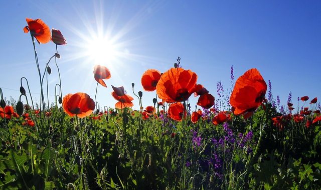 Apologies Versus Gratitude