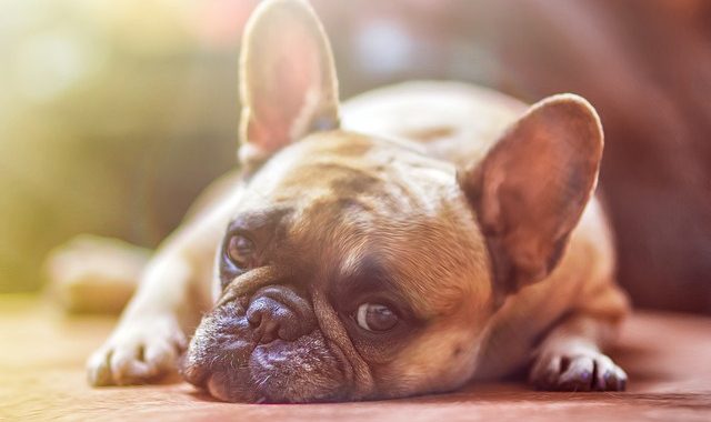 How Much Stress Is Too Much?