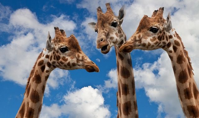 Four Communication Tricks All Leaders Should Adopt