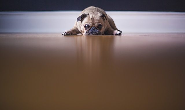 Pug 1209129 640