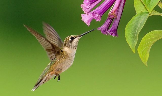Hummingbird 1056383 640