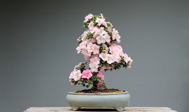 Bonsai 3125722 640