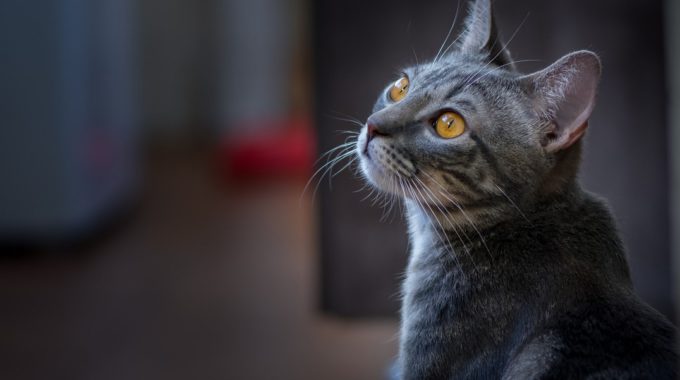 Matheus Queiroz BOy4OPu98lI Unsplash