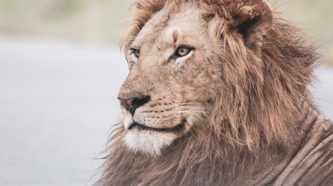 Most Effective Leaders Stay True To Themselves