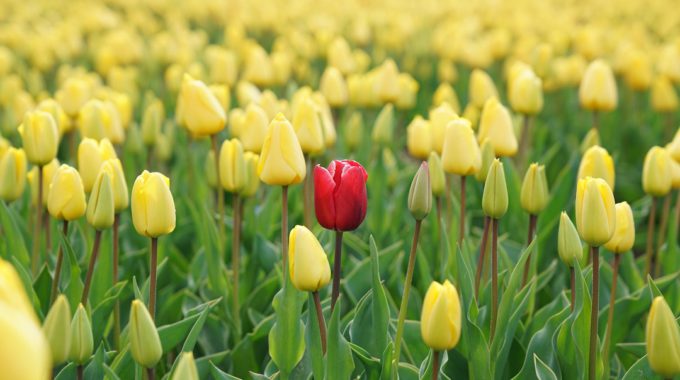 How To Stand Out From The Crowd