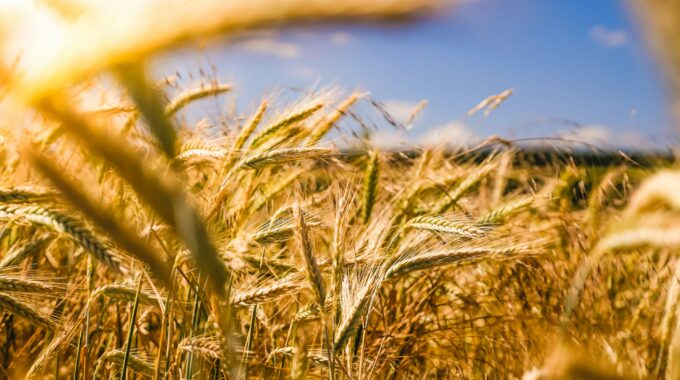 Leading Through Cultivating A Culture Of Growth